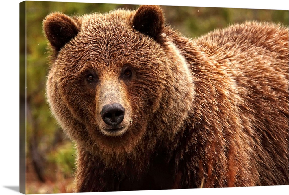 Grizzly Bear, Yukon, Canada