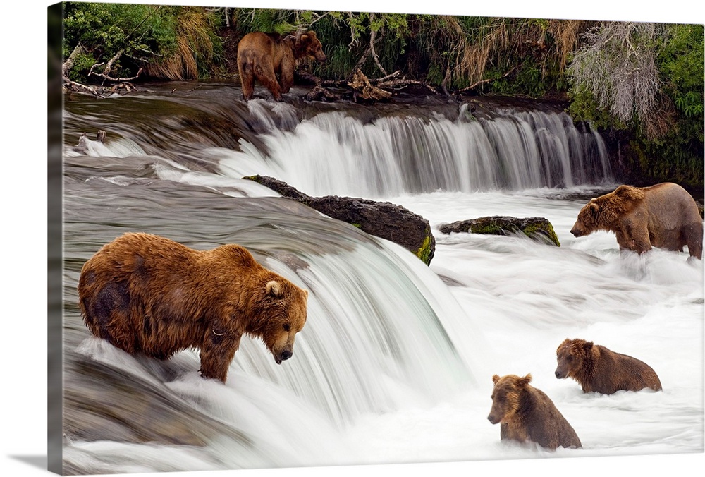 Big canvas print of brown bears trying to catch fish near a small waterfall in the forest.