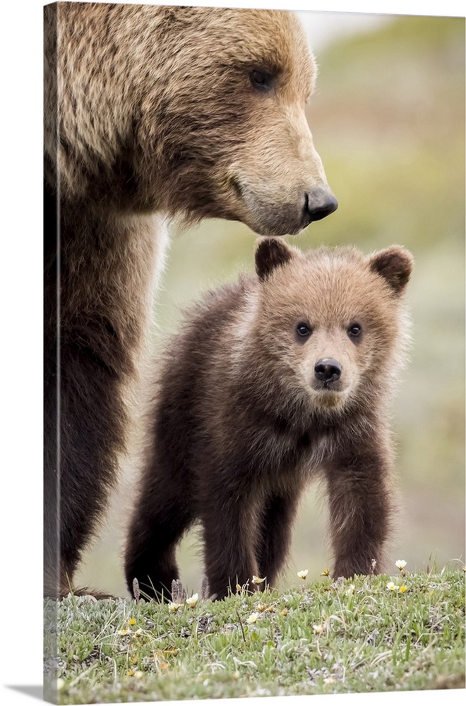 Grizzly Cub With Mother Near The Park Road In Spring, Denali National Park, Interior Alaska, USA