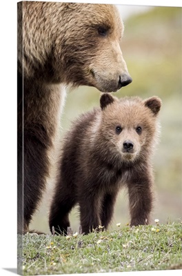 Grizzly Cub With Mother, Denali National Park, Interior Alaska