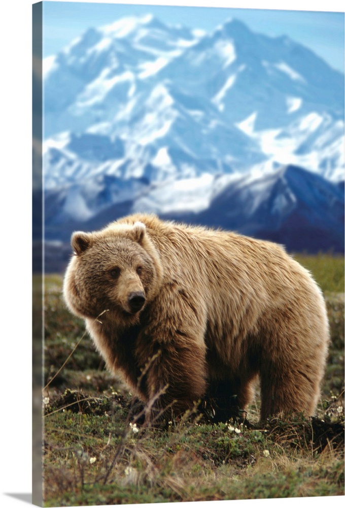 Grizzly On Tundra Near Mount McKinley