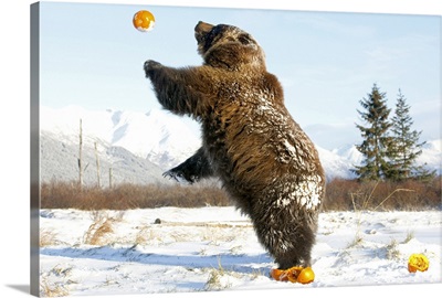 Grizzly plays with pumpkins by throwing them in the air