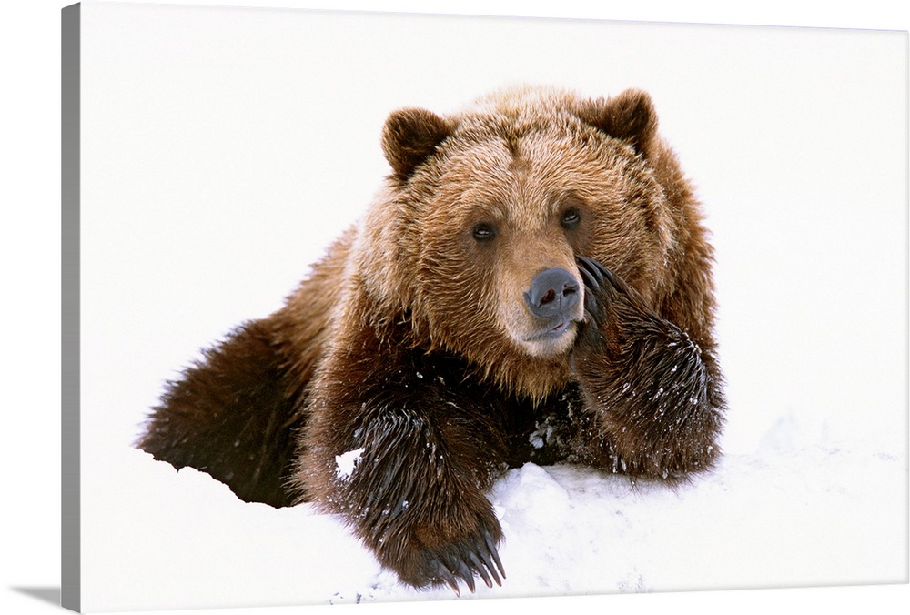 A large brown bear is photographed laying in the snow with its paw resting on its cheek.