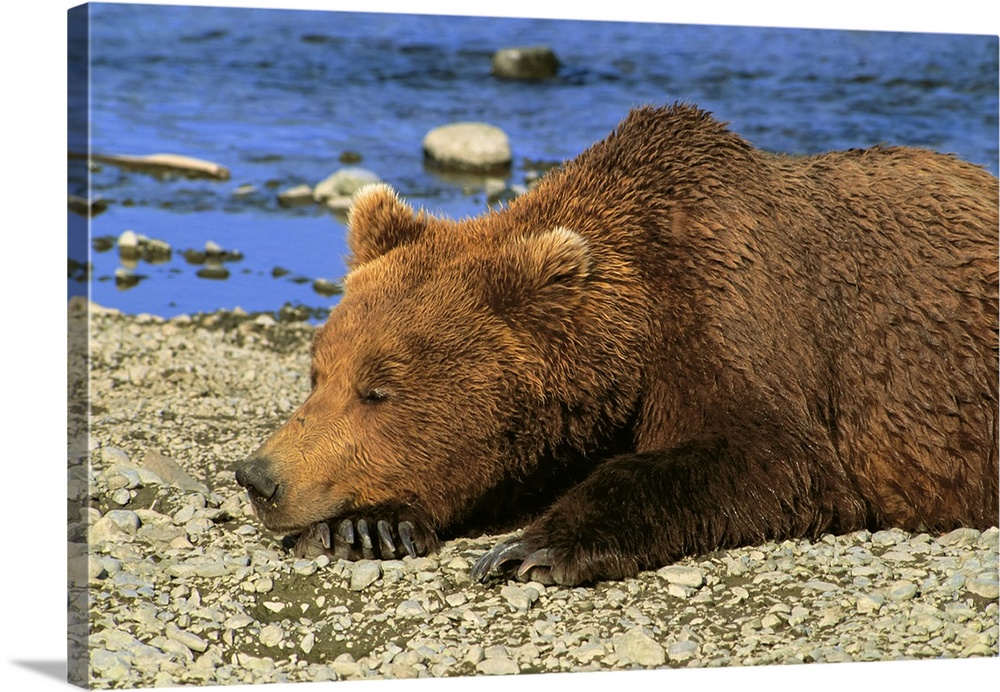 Grizzly Sleeps Mikfik Creek Mcneil Game Sanctuary Sw Ak