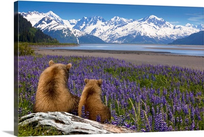 Grizzly sow and cub sit on log and view Turnagain Arm, Southcentral Alaska