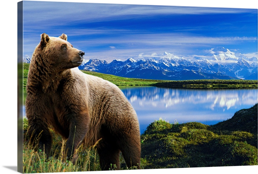 Photograph showcases a large brown bear standing in front of a lake that is reflecting the snow covered mountain range in ...