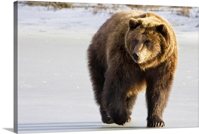 Grizzly walking in snow at the Alaska Wildlife Conservation Center
