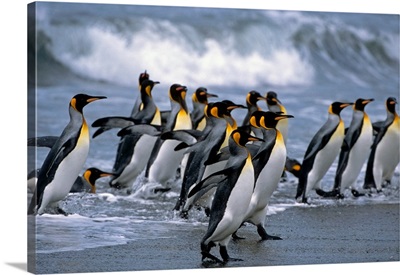 Group Of King Penguins Walking In Surf On Beach, South Georgia Island, Antarctic, Summer