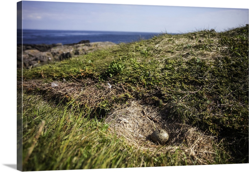 Gull egg in nest; Brier Island, Nova Scotia, Canada