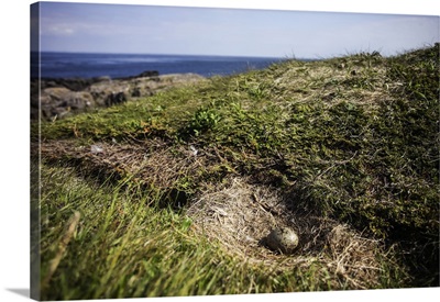 Gull Egg In Nest, Brier Island, Nova Scotia, Canada