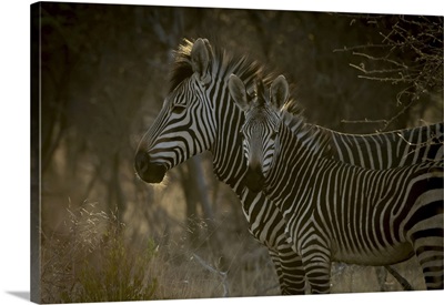 Hartmann's Mountain Zebra, Gabus Game Ranch At Sunrise, Otavi, Otjozondjupa, Namibia