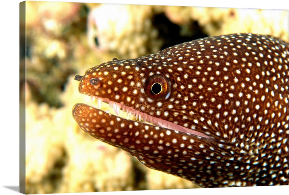 Hawaii, A Whitemouth Moray Eel's (Gymnothorax Meleagris) Mouth