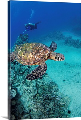 Hawaii, An Endangered Species, Green Sea Turtles (Chelonia Mydas)