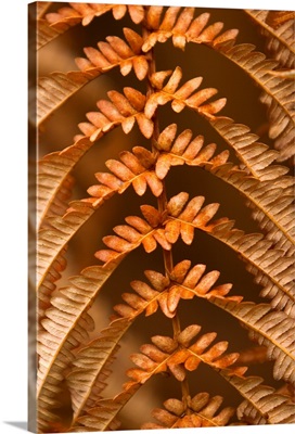 Hawaii, Big Island, Fern and Ohia forest, detail of dried brown fern