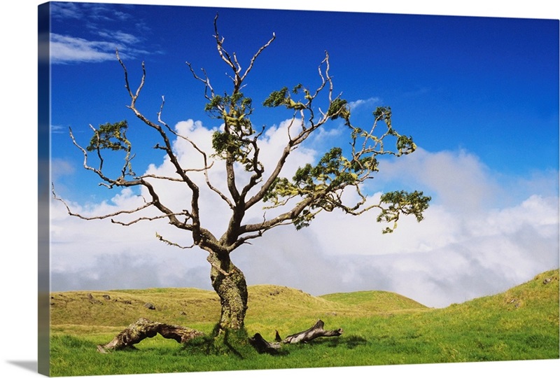 Hawaii, Big Island, Koa Tree, Green Rolling Hills With Cloudy Sky