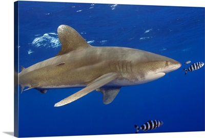 Hawaii, Big Island, Oceanic Whitetip Shark (Carcharhinus Longimanus) With Pilot Fish