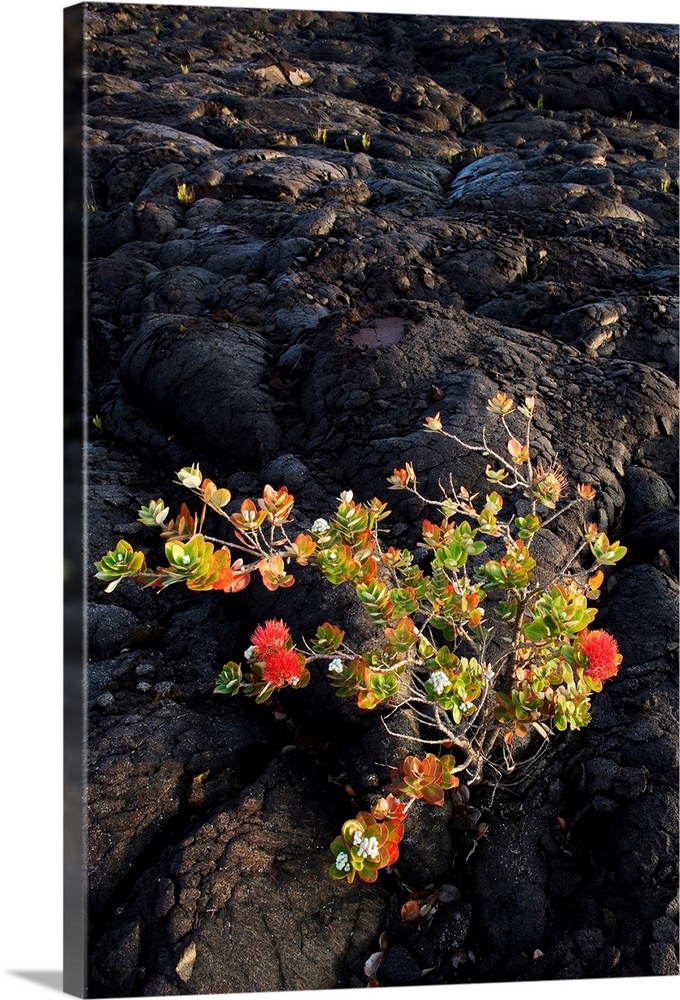 Hawaii, Big Island, Ohi'a Lehua Tree Growing On Pahoehoe Lava Flow
