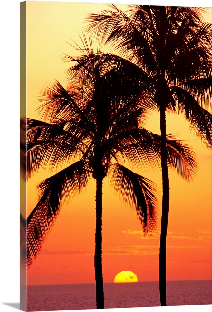 Hawaii, Big Island, Sunset With Coconut Trees On Kohala Coast
