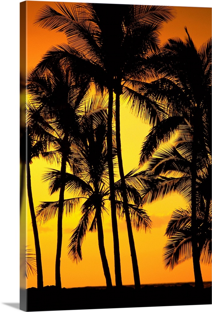 Hawaii, Big Island, View Of Palm Trees Silhouetted By Fiery Sun