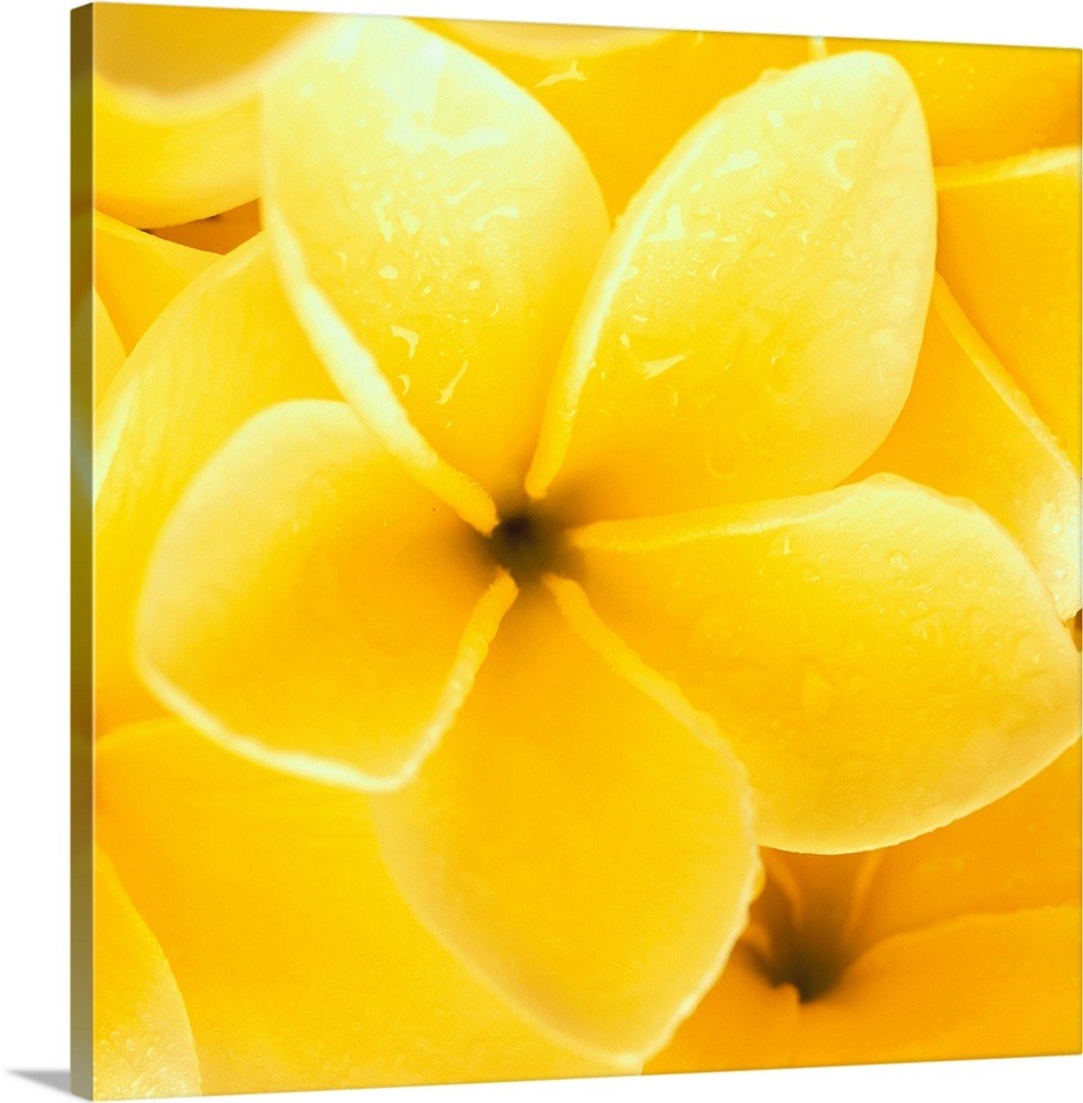 Hawaii, CloseUp Detail Of Yellow Plumeria Flowers Wall Art, Canvas