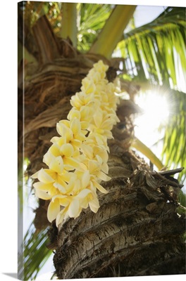 Hawaii, Close-Up Of A Yellow Plumeria Lei Hanging From A Palm Tree