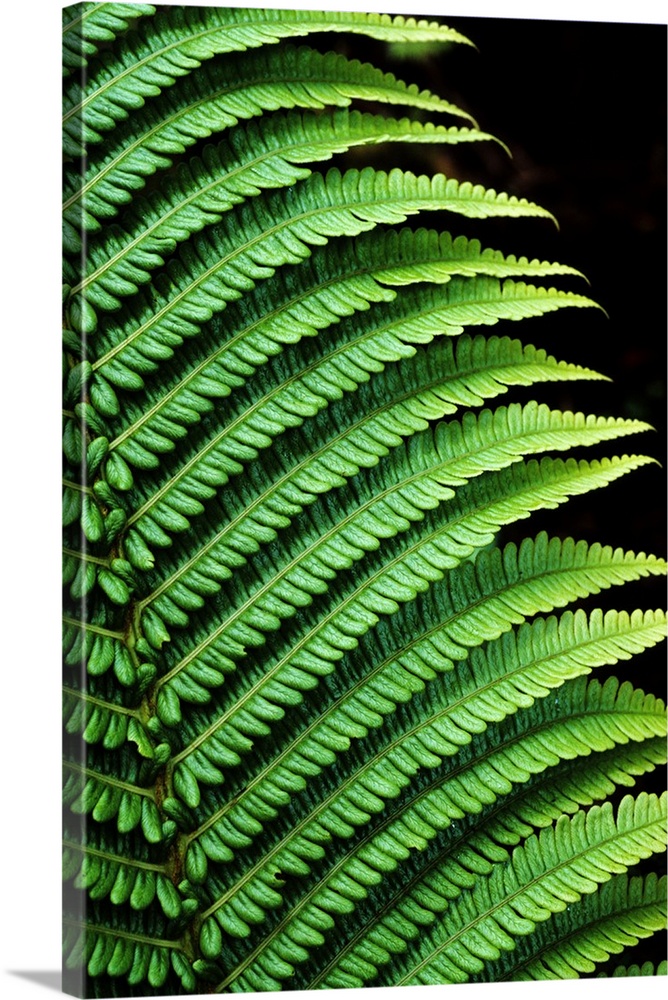 Hawaii, Close-Up Of Bright Green Ferns