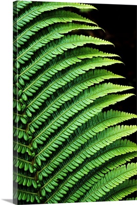 Hawaii, Close-Up Of Bright Green Ferns