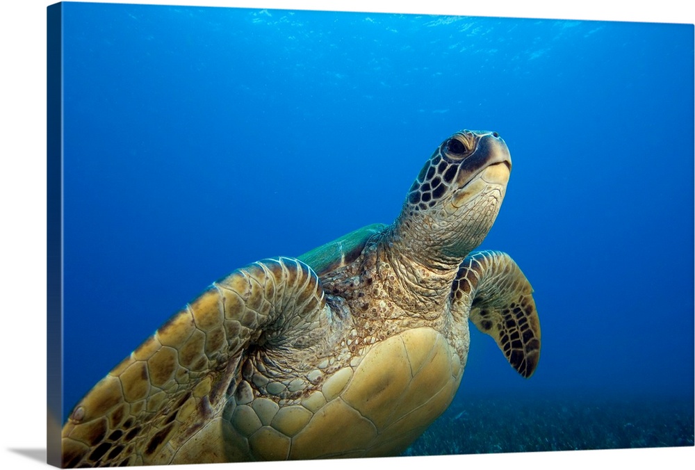 Hawaii, Close-Up Of Green Sea Turtle Swimming Forward
