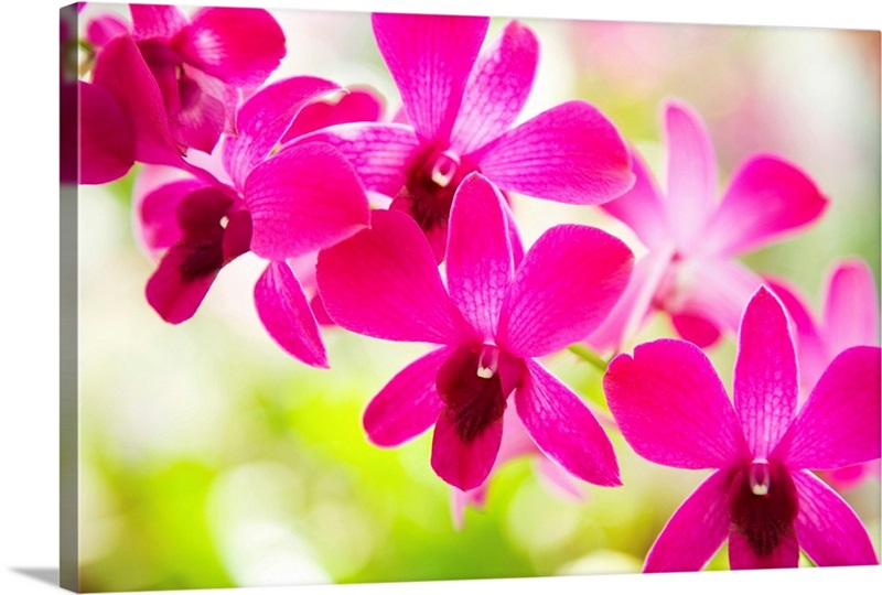 Hawaii, Closeup Of Orchid Lei Wall Art, Canvas Prints, Framed Prints ...