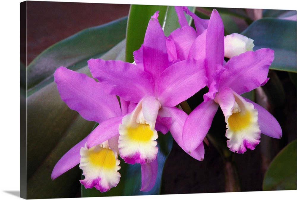 Hawaii, Cluster Of Pink Cattleya Orchids