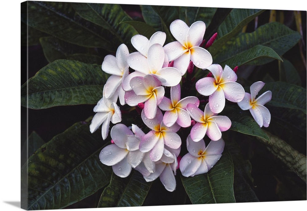 Hawaii, Cluster Of White Plumeria Flowers On Tree