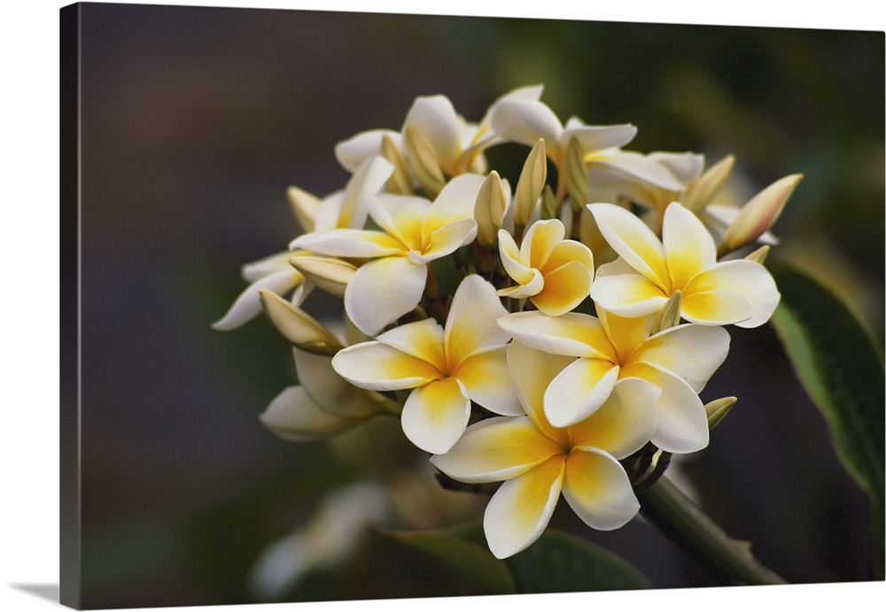 Hawaii, Cluster Of White Plumeria (Frangipani) Flowers On Tree
