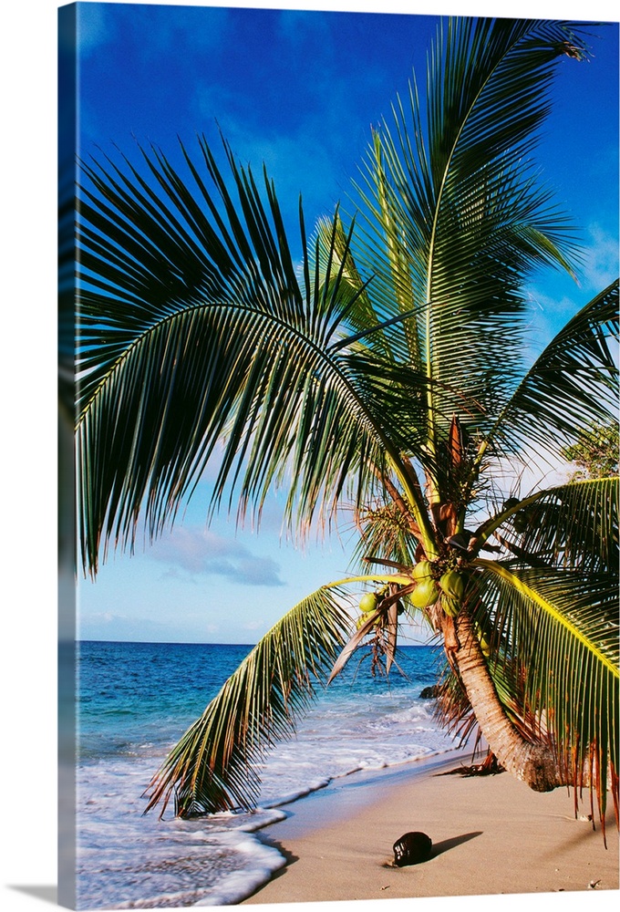 Hawaii, Coconut Laying On A Sandy Tropical Beach Beneath A Palm Tree