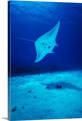Hawaii, Common Manta Ray Swims Over Sand Bottom