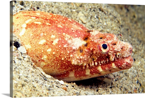 Crocodile Snake eel Brachysomophis crocodilinus Stock Photo - Alamy