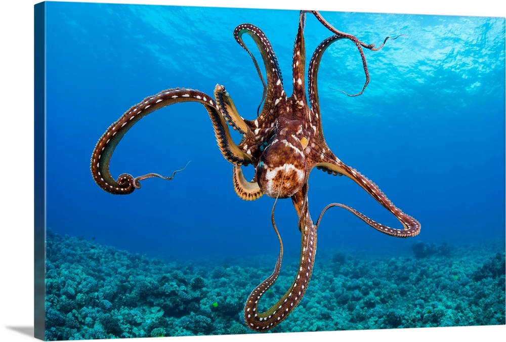 Hawaii, Day Octopus