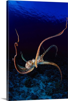 Hawaii, Day Octopus (Octopus Cyanea) Dark Blue Water, Near Ocean Floor