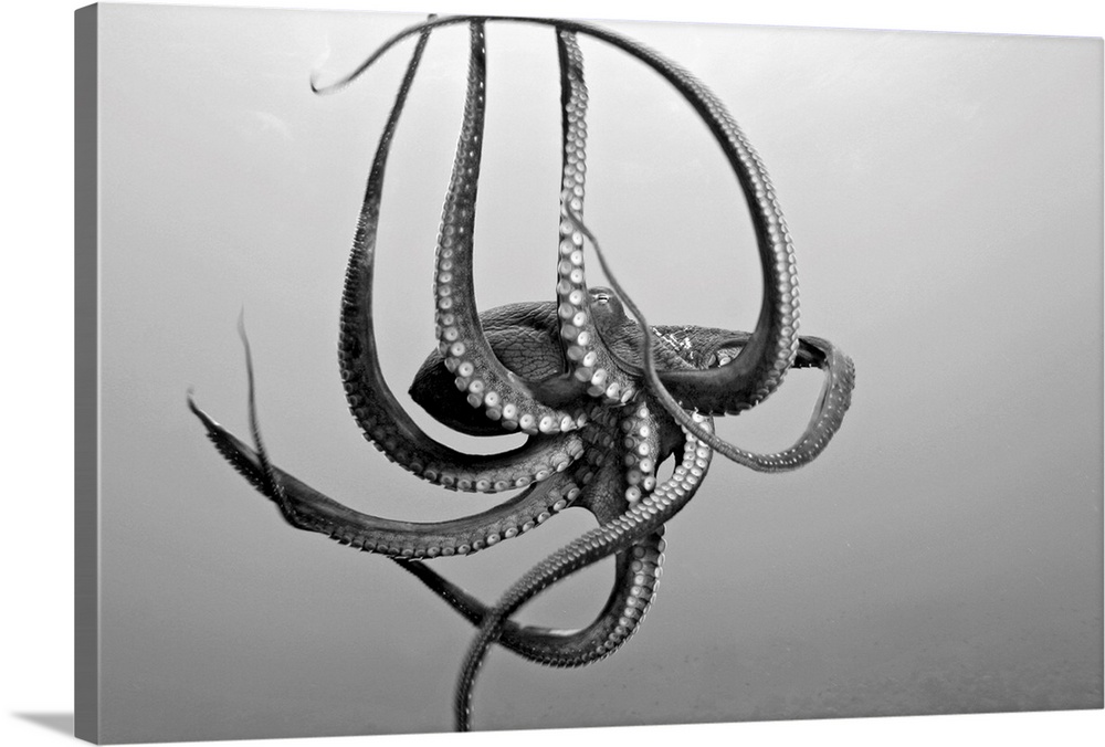 Landscape photograph on a large wall hanging of a day octopus with twirling tentacles, swimming through the open ocean wat...
