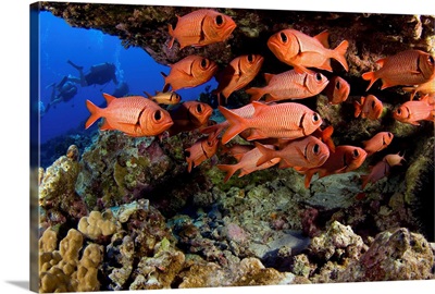 Hawaii, Divers And A School Of Shoulderbar Soldierfish (Myripristis Kuntee)