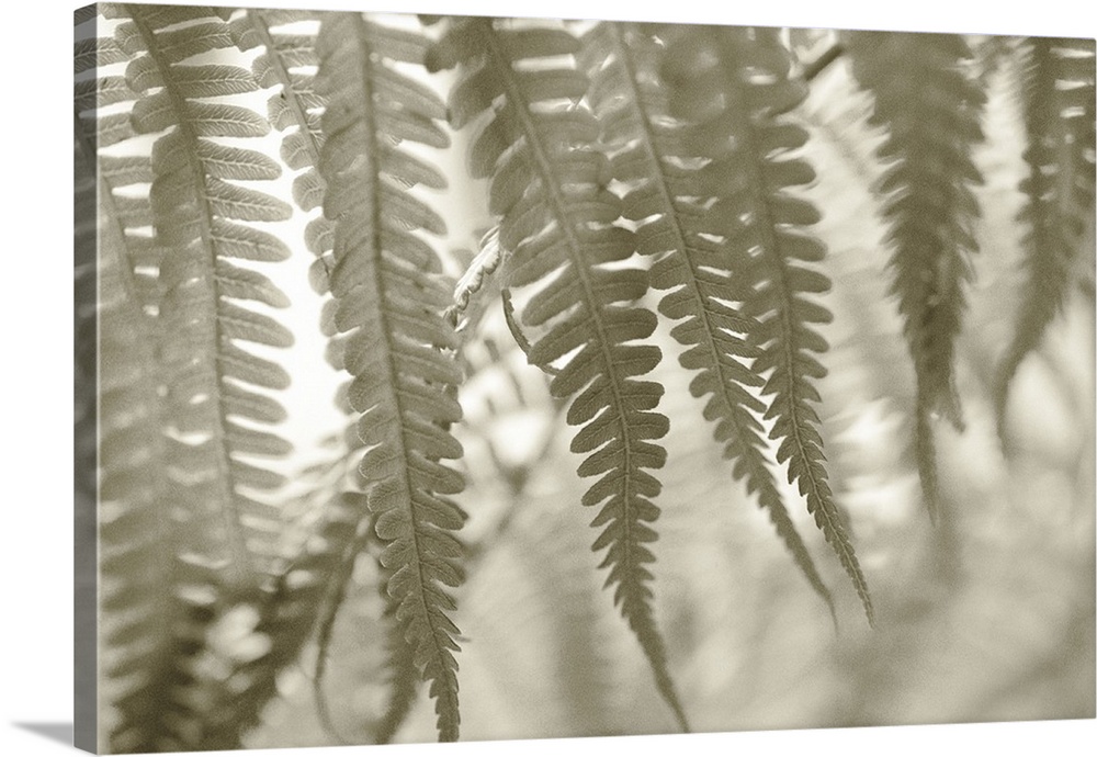 Hawaii, Extreme close-up detail of tree ferns foliage