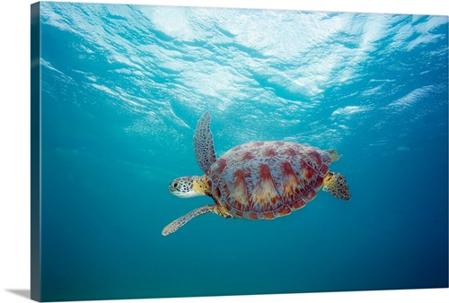 Hawaii, Green Sea Turtle | Great Big Canvas