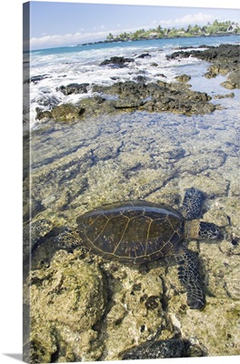Hawaii, Green Sea Turtle An Endangered Species