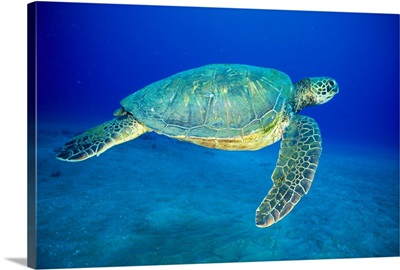 Hawaii, Green Sea Turtle (Chelonia Mydas)