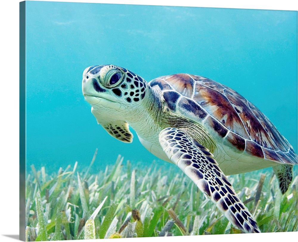 Hawaii, Green Sea Turtle (Chelonia Mydas) An Endangered Species Solid-Faced  Canvas Print