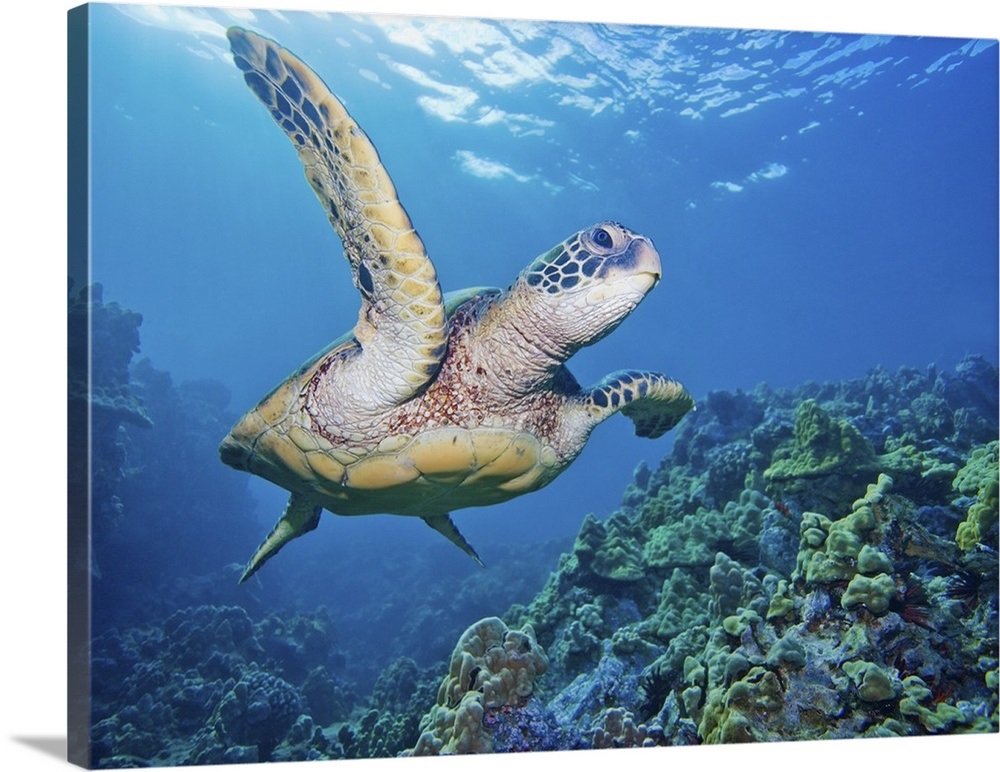 hawaii-green-sea-turtle-chelonia-mydas-an-endangered-species-wall