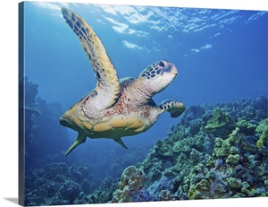 Hawaii, Green Sea Turtle (Chelonia Mydas) An Endangered Species image thumbnail