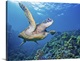 image thumbnail of Hawaii, Green Sea Turtle (Chelonia Mydas) An Endangered Species