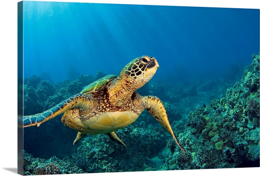 Hawaii, Green Sea Turtle (Chelonia Mydas) An Endangered Species Wall ...