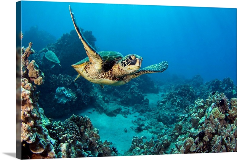 Hawaii, Green Sea Turtle (Chelonia Mydas) An Endangered Species | Great ...