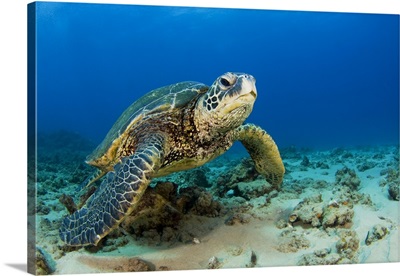 Hawaii, Green Sea Turtle (Chelonia Mydas) On Ocean Floor, Endangered Species